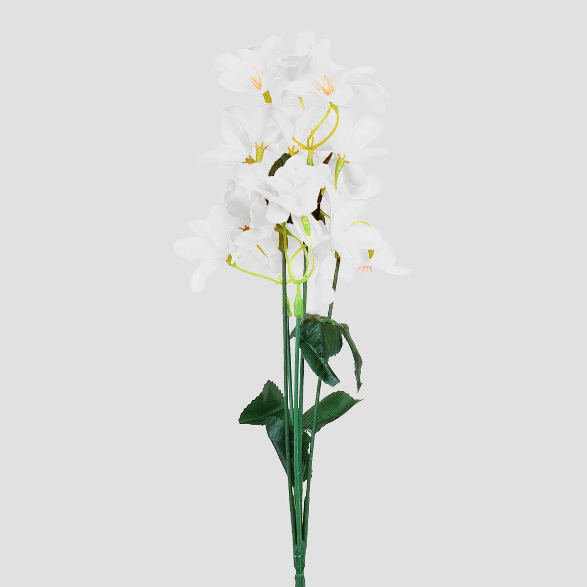 Magnolias, Color Blanco