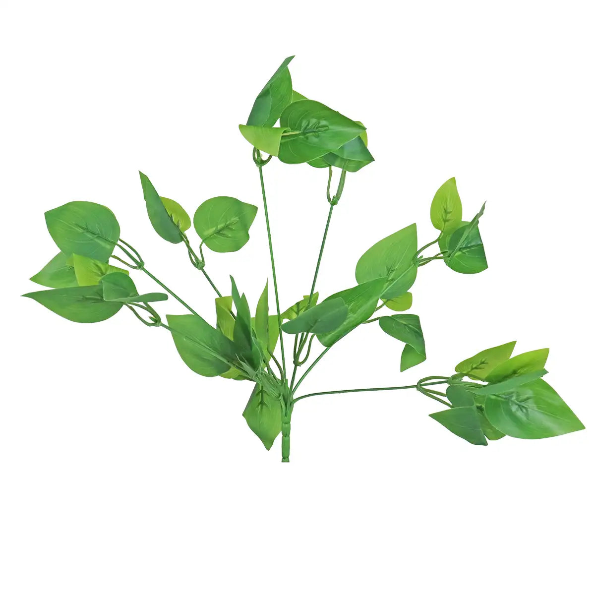 Ramo de Ruscus