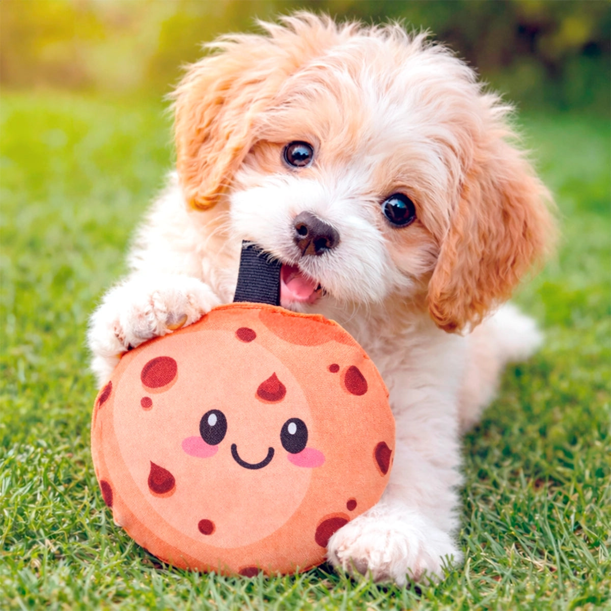 Galleta, Juguete para Mascota
