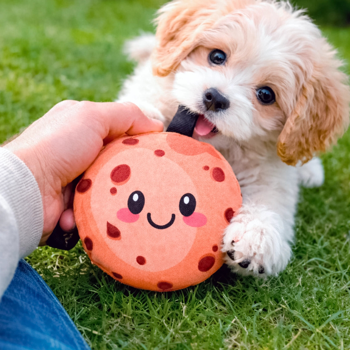 Galleta, Juguete para Mascota