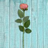 Rosa Artificial color Rosa Coral