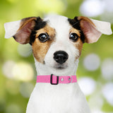 Collar Ajustable para Mascota