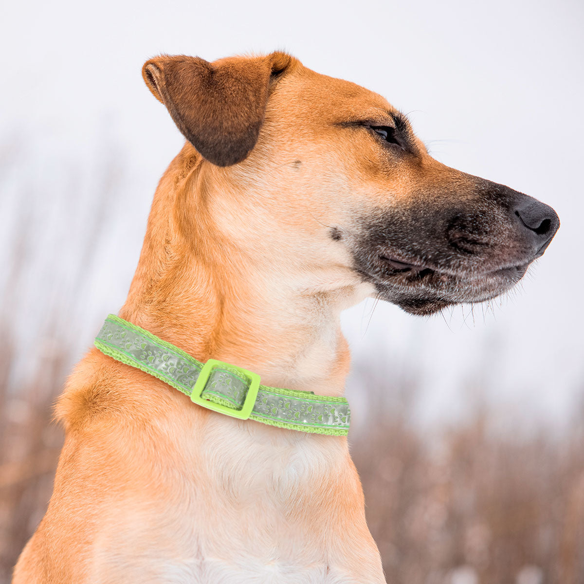 Collar para Mascota, Diseño Huellitas, Color Verde