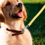 Correa Básica Color Amarillo y Blanco para Mascota