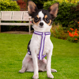 Pechera color Morado para Mascota, 1.27cm