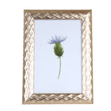 Portarretrato, Planta, Color Cobre