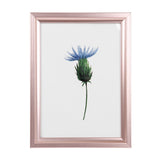 Portarretrato, Flor, Color Rosa