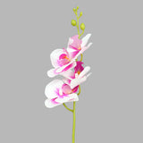 Rama de Orquídea Artificial, Color Rosa