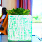 Planta con Maceta Cuadrada, Color Verde