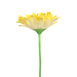 25 02AA GERBERA 1 FLORESAMA
