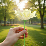 25 02AA GERBERA 1 FLORES