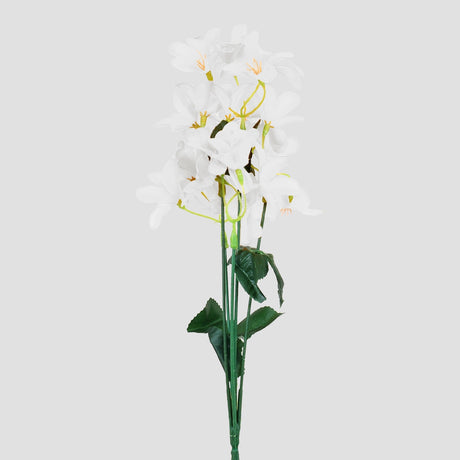 Magnolias, Color Blanco