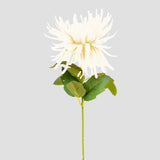 Crisantemo, Color Blanco