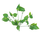 Ramo de Ruscus