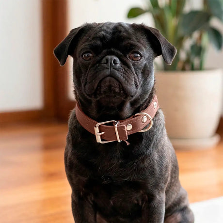 Collar para Mascota, Vinil, Color Café