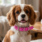 Collar para Mascota, Vinil, Color Rosa Metálico