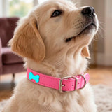 Collar para Mascota, Vinil, Color Coral y Azul