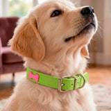 Collar para Mascota, Vinil, Color Verde y Rojo