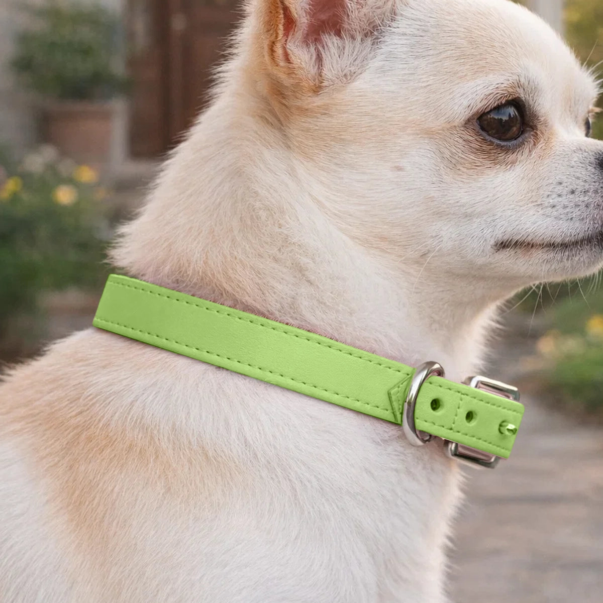 Collar para Mascota, Vinil, Color Verde