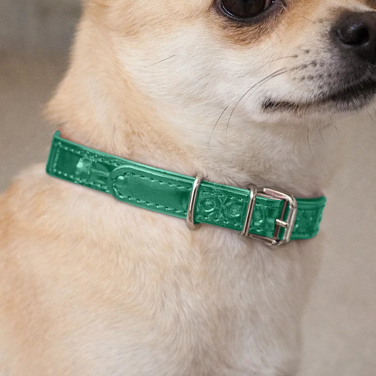 Collar para Mascota, Vinil, Color Verde Oscuro