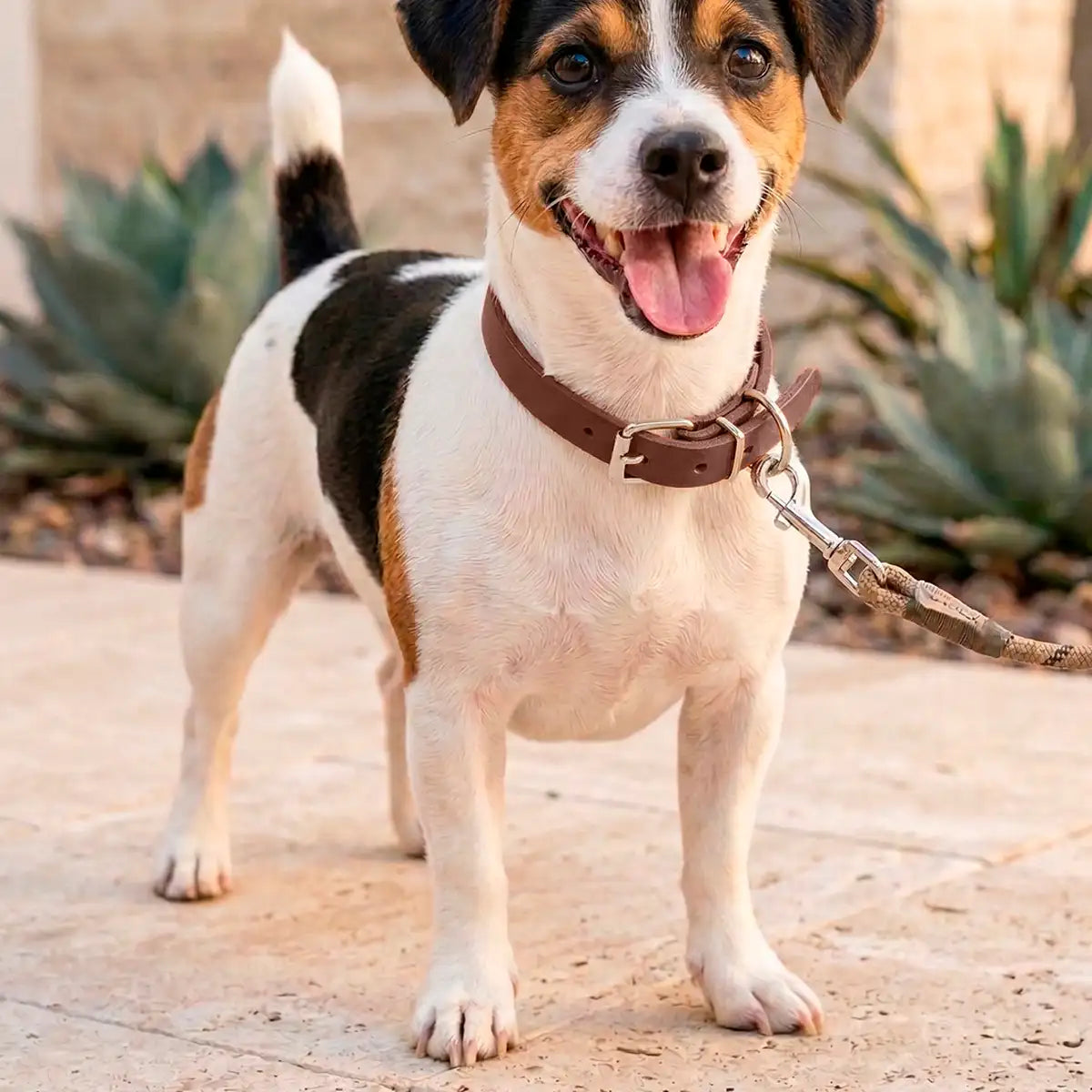 Collar para Mascota, Vinil