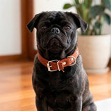 Collar para Mascota, Vinil