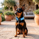 Collar para Mascota, Color Azul Claro