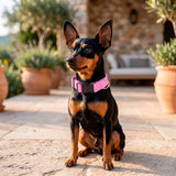 Collar para Mascota, Color Rosa Claro