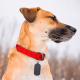 Collar Decorado color Rojo para Mascota