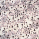Pashmina, Color Café