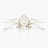 Araña, Esqueleto para Decoración de Halloween